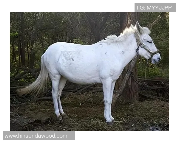 足球明星白龙马的传奇人生与绿茵场上的辉煌成就揭秘 足球明星白龙马的传奇人生与绿茵场上的辉煌成就揭秘